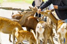 奈良公園のシカは国の天然記念物に指定されており、危害を加えると文化財保護法違反などに問われ、過去には逮捕者も出ている（写真提供／イメージマート）