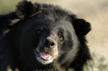 "殺人グマ”による惨劇が起こってしまった（時事通信フォト）