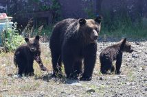 知床半島でヒグマが大量出没(時事通信フォト)