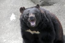 ツキノワグマは「人間を恐がる」と言われてきたが……(写真提供/イメージマート)