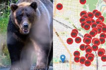 クマによる被害が相次いでいる（getty images／「クマダス」より）