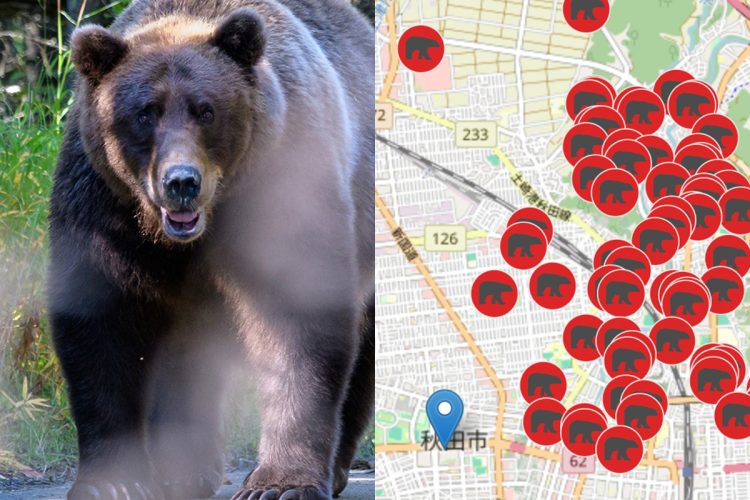 クマによる被害が相次いでいる（getty images／「クマダス」より）