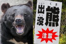 クマによる被害が相次いでいる(左・イメージマート)
