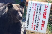 各地でクマの被害が相次いでいる（左／時事通信フォト）
