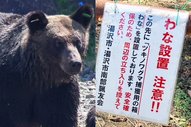 各地でクマの被害が相次いでいる（左／時事通信フォト）