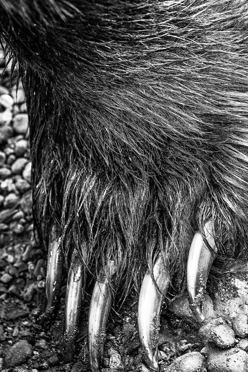 熊の爪による一撃の威力はすざまじく、直撃すればほぼ即死となる。一命をとりとめた場合も、生きたまま熊に捕食される可能性が高い