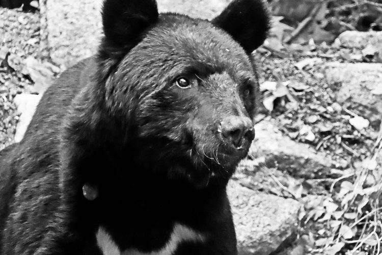 人口密度の高い地域と熊の生息域が近い日本は、世界で最もアーバン熊が発生しやすい国だという