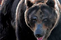 各地でクマの被害が相次いでいる