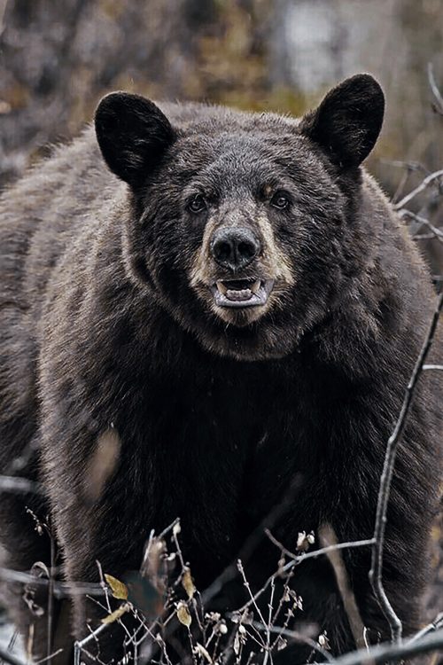 日本の熊生息数は1989年に「熊撃ち禁止令」が出されるまで減少の一途だった