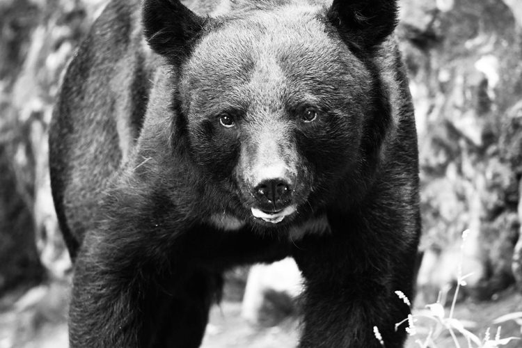 当初はタケノコ目的で事件地域に来ていた熊だが、一度、人肉の味を覚えてからは　人を餌とみなし襲うようになった