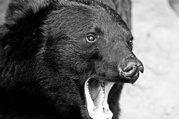 事件後もタケノコ採取目的で事件発生域に入山する人は減らず、秋田県警が検問を設置するなどして対策を行った