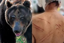 各地でクマの被害が相次いでいる（右は2023年に秋田県でクマに襲われた男性）
