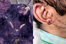 複数のヒグマに殺害された少女の被害「四肢の関節は離脱し…」《「下富良野少女ヒグマ襲撃事件」後にクマ被害が多発したワケ》