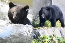 2025年10月23日、盛岡市中心部にあらわれたクマ(岩手日報/共同通信イメージズ)