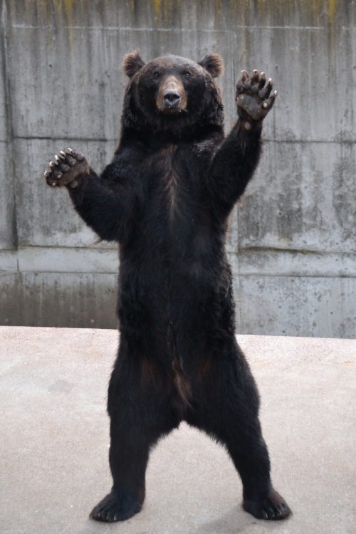 クマによる被害は増加している(写真/PIXTA)