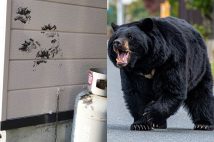 各地でクマの被害が相次いでいる(秋田県上小阿仁村の住居で発見されたクマのおぞましい足跡「全自動さじなげ委員会」提供/PIXTA)