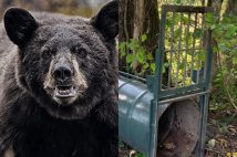 各地でクマによる被害が相次いでいる