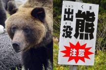 各地でクマの被害が相次いでいる（左・共同通信）
