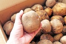 日本の食料問題の常套句「食料自給率が低い」「世界で買い負けている」は本当か? カロリーベースと食料安全保障という言葉に潜むまやかしの正体