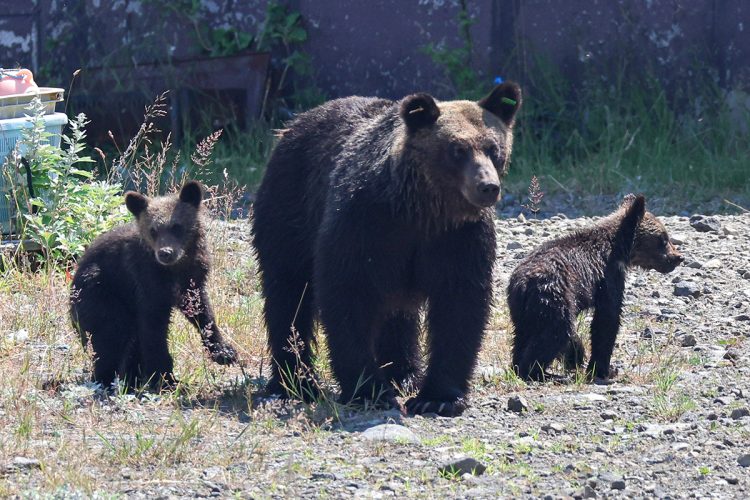 クマ対策には様々な制約も（時事通信フォト）