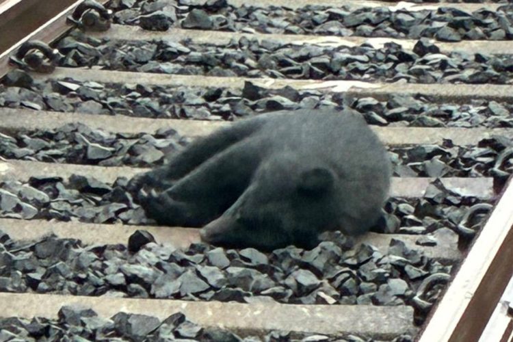 2025年10月末、秋田県内のJR線路で寝ていた子グマ。数時間後、轢かれてペシャンコになってしまった（住民撮影）