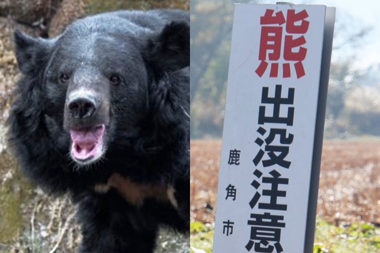 全国でクマによる被害が相次いでいる(AFLO/時事通信フォト)