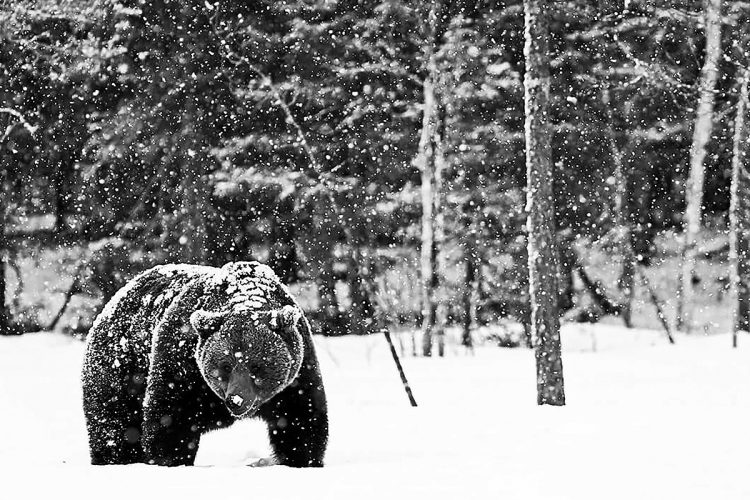 蝦夷鹿の生息数が多い網走、釧路、根室などの道東では、冬眠をせずにエゾシカを捕食しながら越冬するヒグマも出現している