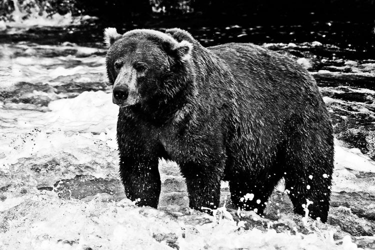 魚が釣れやすい人気の釣り場は、熊にとっても大事な餌場であるため、熊害が起こりやすい