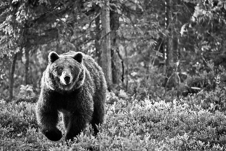 被害者が埋められていた場所は、熊からは見えやすく、見張る熊は茂みで発見されにくい環境だった