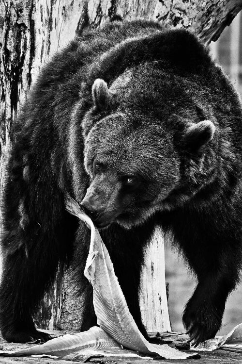 ベテラン猟師の常識として、サケを捕食中のヒグマに近づくのは自殺行為に等しいとされる