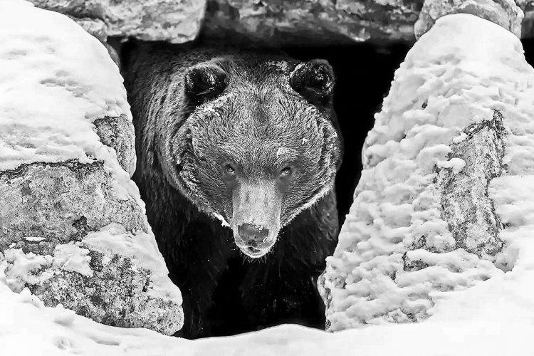 ヒグマが冬眠中に出産するのは、無防備になる出産を外敵に妨げられることなく、最も脆弱な時期の赤ん坊を巣穴の中で守るためという