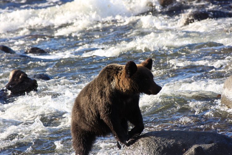 川を渡るヒグマ（坪田氏提供）