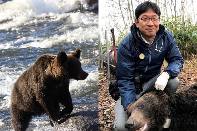 クマ研究の第一人者である坪田敏男教授が語る”共生の課題”とは──（坪田氏提供）
