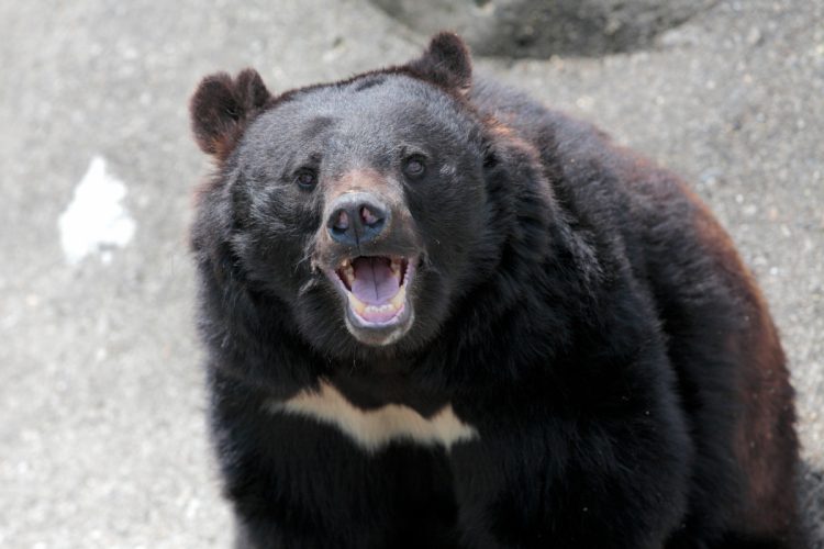 全国で増えているクマ被害(写真/イメージマート)