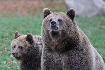 北海道に生息するヒグマ（写真／Getty Images）