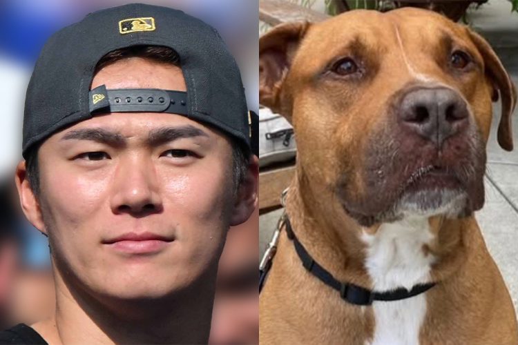 全米の注目を集めたドジャース・山本由伸と、愛犬のカルロス(左/時事通信フォト、右/Instagramより)