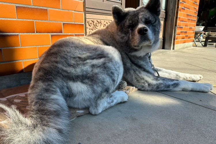 “テツ”は秋田犬の中でも希少価値が高いとされる「虎毛」という品種