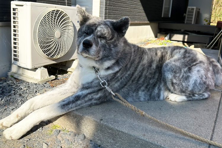 普段は穏やかな性格のテツ