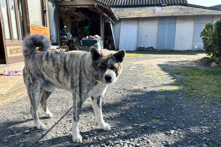 クマは敷地内にあった小屋の周りをぐるぐる走り回っていた