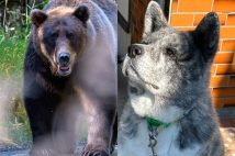 《熊と闘う愛犬を助けるために鉄製フロアジャッキで応戦》秋田犬とともに撃退した男性の”壮絶な死闘の記憶”「クマが横揺れしながら突進してきた」「敷地内には黒ずんだ血飛沫」