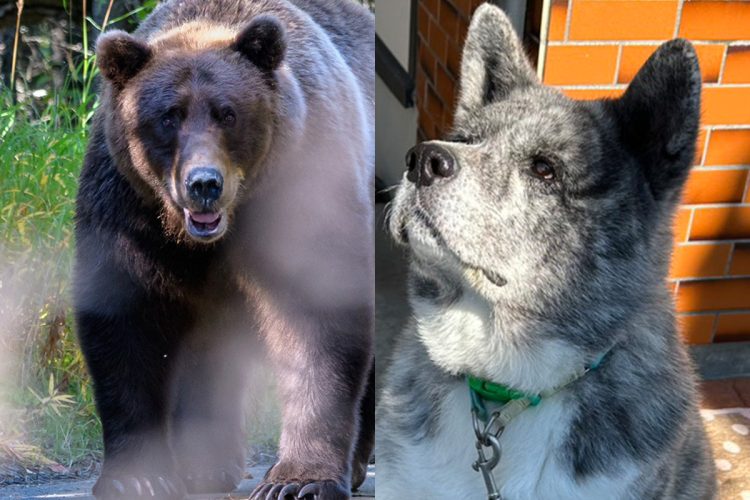 宮城県栗原市でクマと戦い生き残った秋田犬「テツ」(左・ゲッティ)