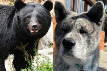宮城県栗原市でクマと戦い生き残った秋田犬「テツ」（左の写真はサンプルです）