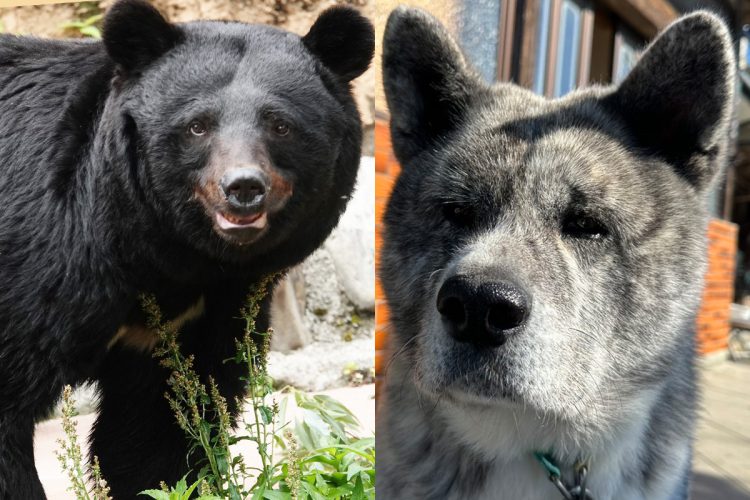 宮城県栗原市でクマと戦い生き残った秋田犬「テツ」（左の写真はサンプルです）