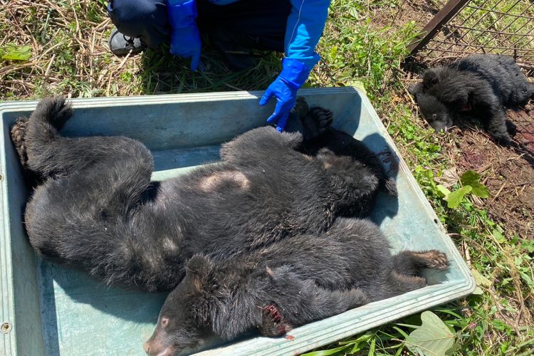 今年は子グマの出没が多いという
