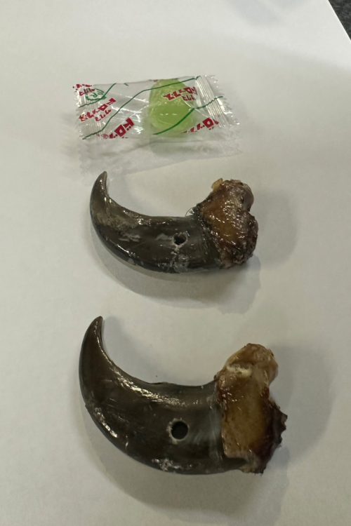 大きくて鋭いクマの爪