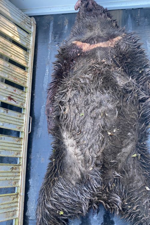 駆除したクマの肉は猟友会が解体し仲間内で消費