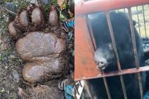 日本全国でこれまでにない勢いでクマの出没が増えている
