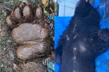 日本全国でこれまでにない勢いでクマの出没が増えている