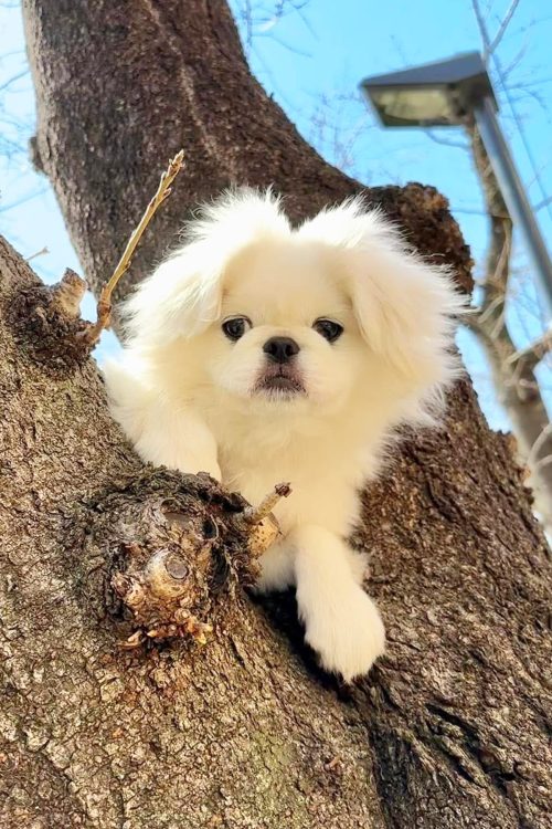 愛犬のペギニーズと暮らしていた（本人SNSより）