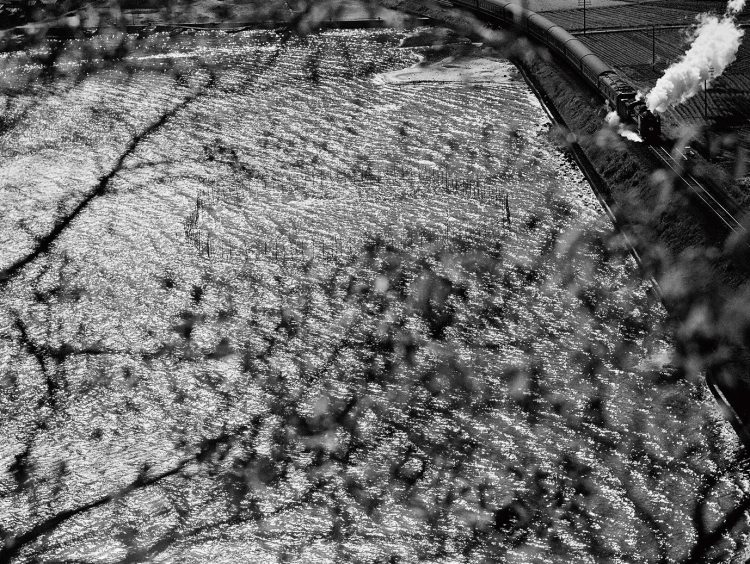 長崎本線喜々津～大草間、海沿いの築堤をC60に牽かれる特急「さくら」。1964年 （C）広田尚敬